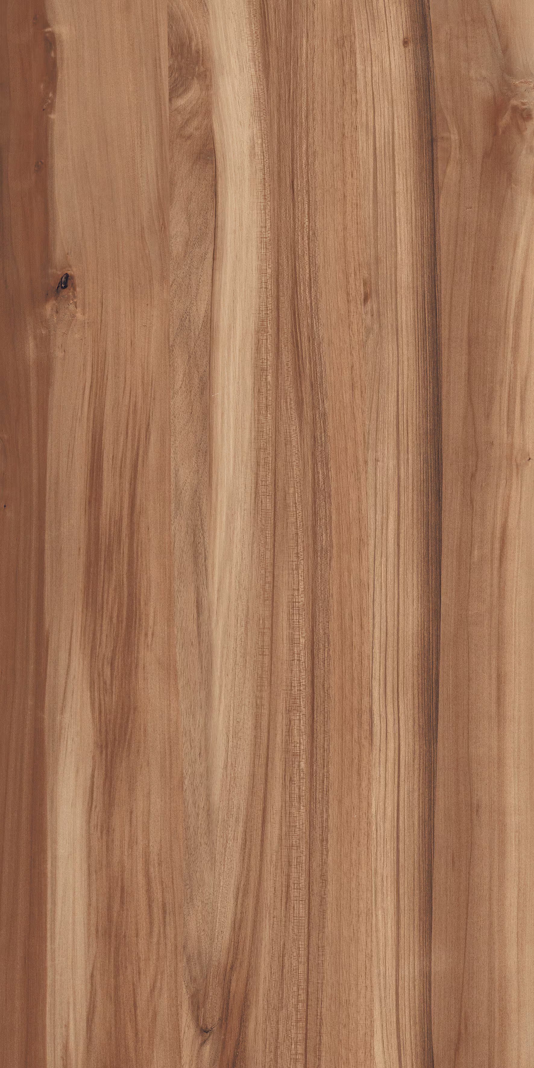 Beech Wood Brown