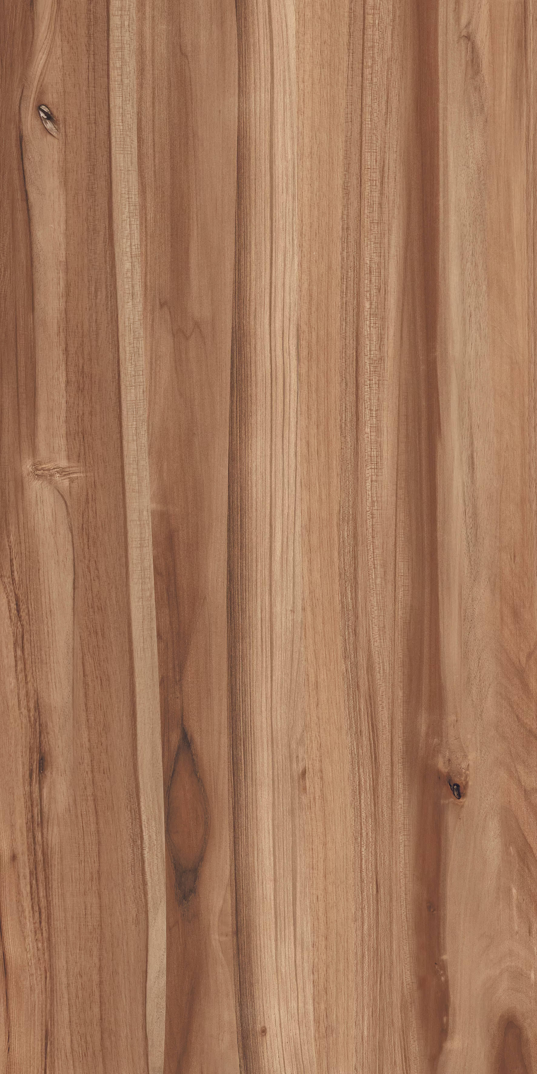 Beech Wood Brown