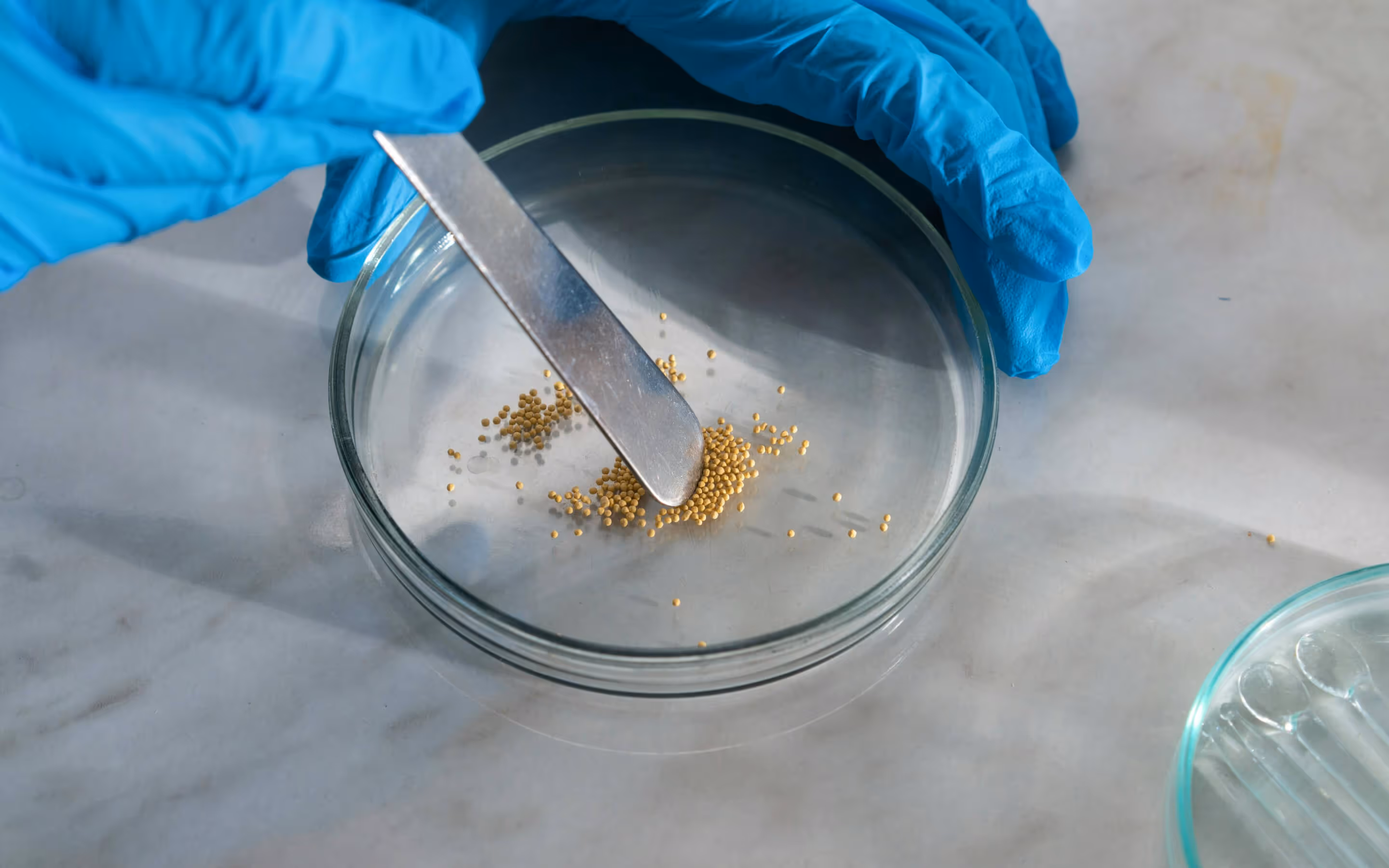 Hands wearing blue gloves using a metal spatula to manipulate small yellow seeds in a glass petri dish on a marble surface.