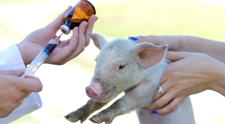 Inside USDA’s Center for Veterinary Biologics: Part II, 21 CFR and 9 CFR Compared