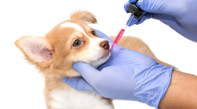 EU Animal Health Legislation Aims to Reduce Industry Burden