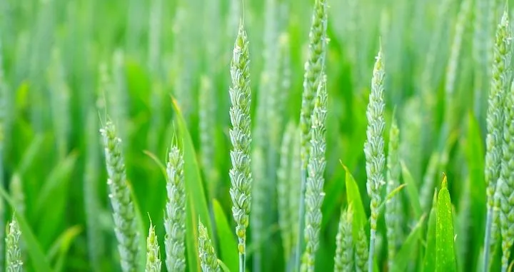 What Can Mid-Sized Food Companies Learn About FSMA from the Big Shots?