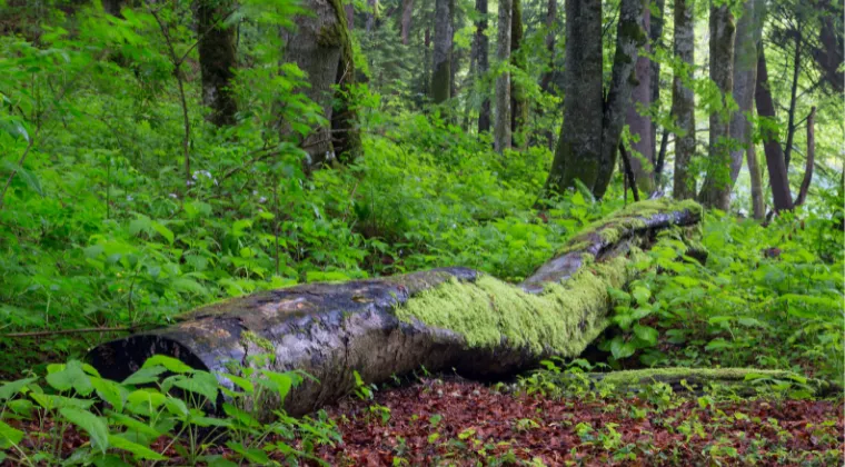 Regulated Industries Embrace Sustainability