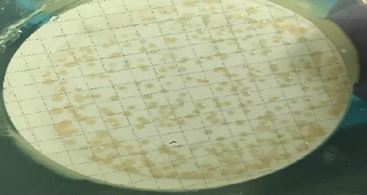 Microbiological Issues with Aseptic Processing and Lyophilization: CGMP Inspection Case Study by FDA National Drug Expert Ileana Barreto-Pettit