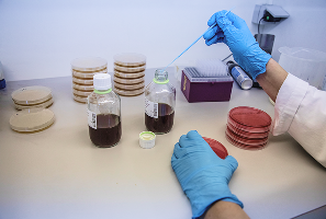 Laboratoriumhanden met blauwe handschoenen die een petrischaal behandelen met een pipet, omgeven door meerdere petrischalen en flessen met vloeistoffen.