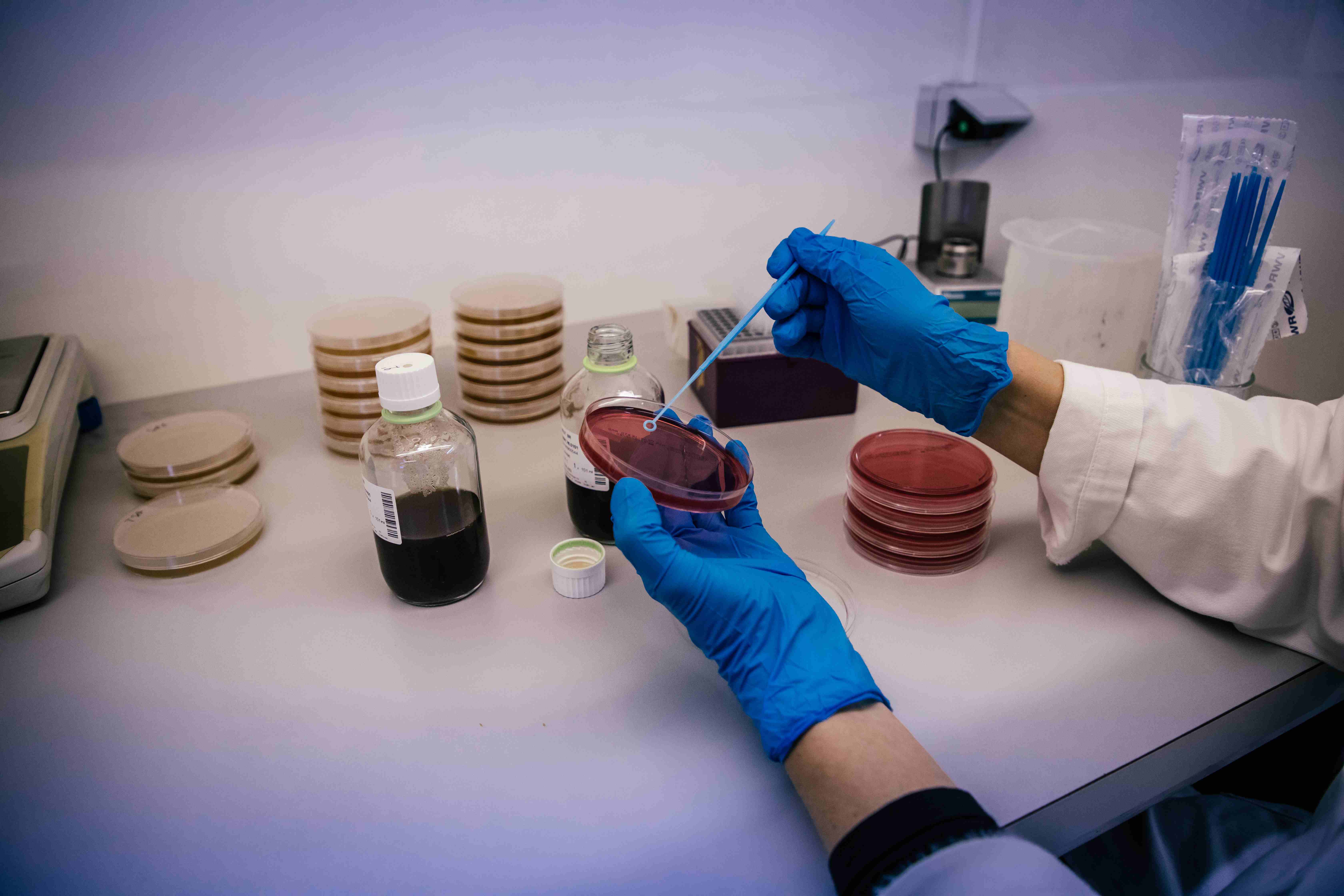 Laboratoriumtechnicus met blauwe handschoenen die een petrischaal vasthoudt en een uitstrijkstaafje gebruikt om microbiële monsters te nemen.