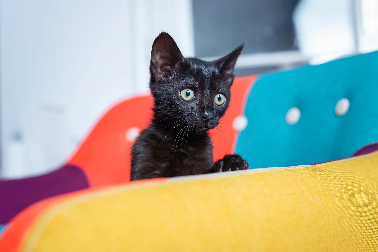 Cute black kitten in a play area
