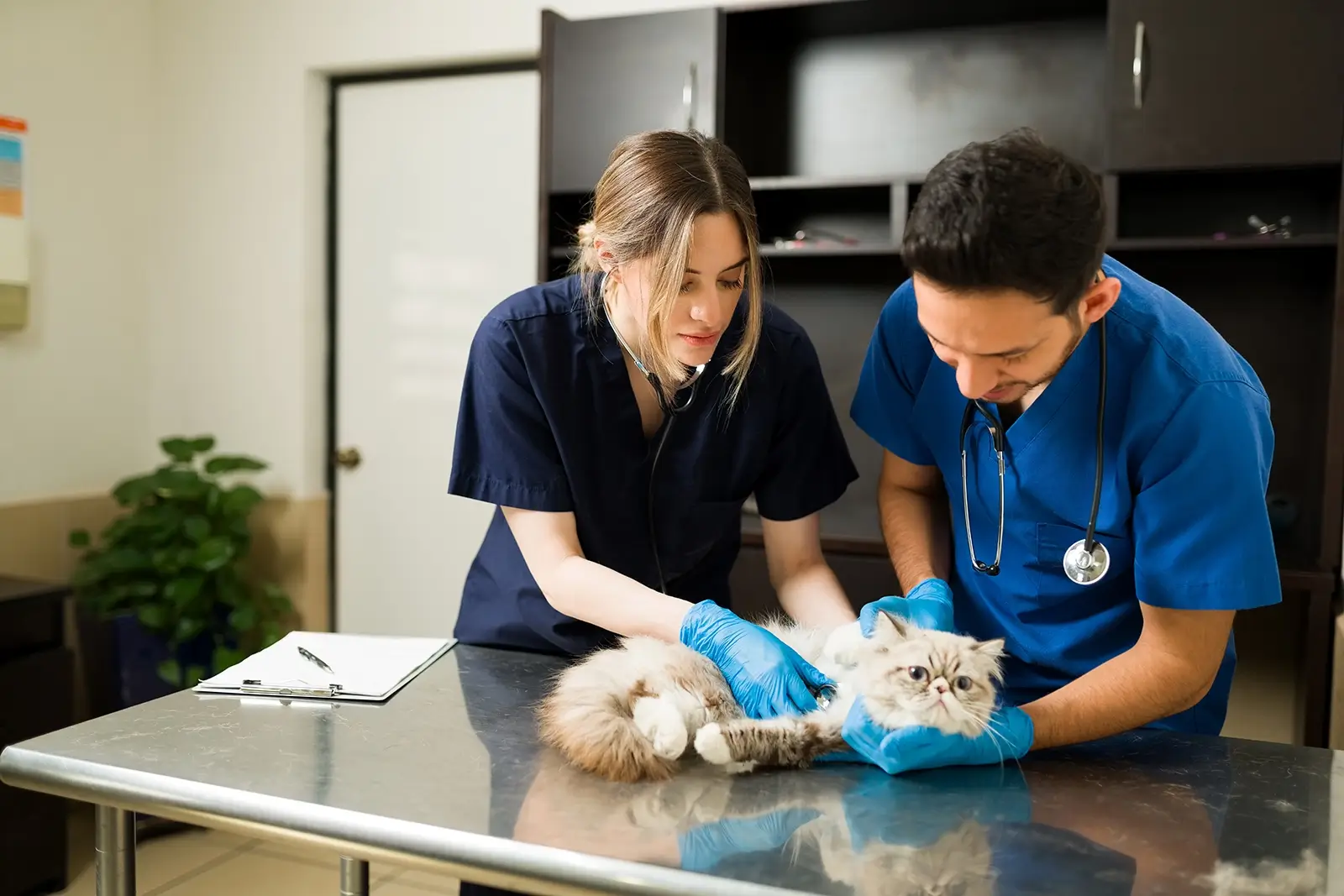 Two young vets checking over a small furry cat