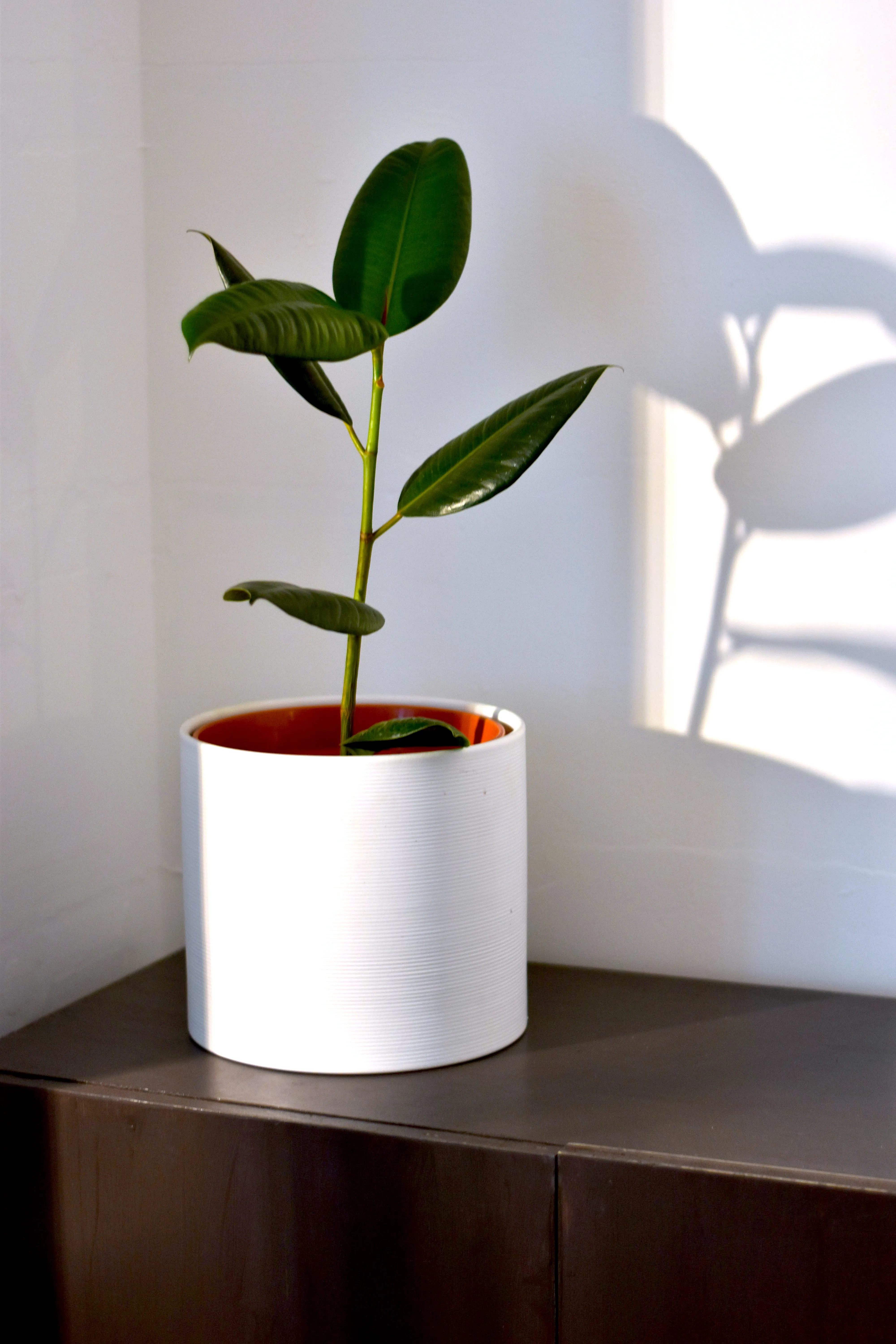 Plant in a pot on a white background