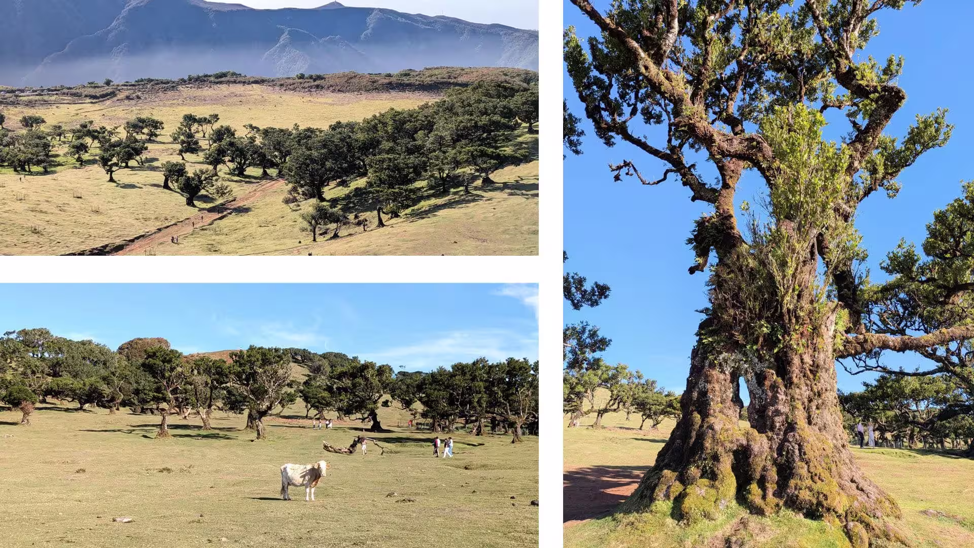Forêt Fanal à Madère