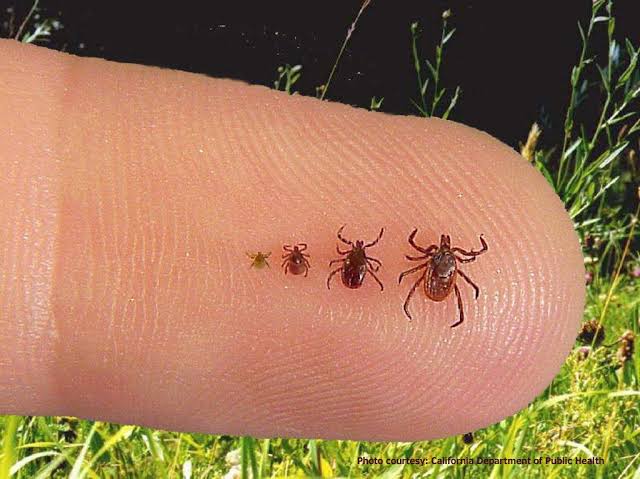 Ticks of different sizes on a fingertip for scale