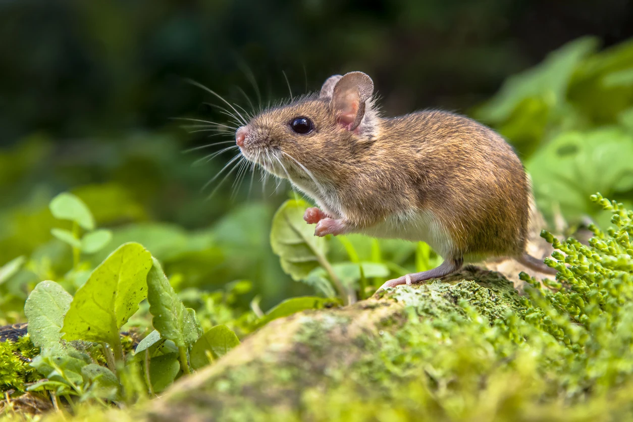 Mouse on a mossy patch among green leaves