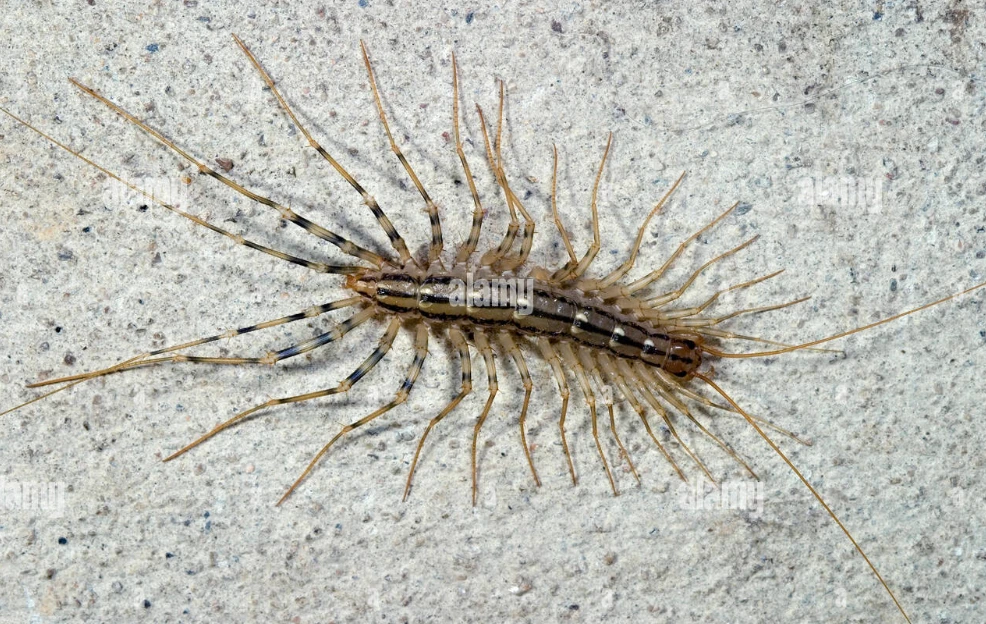 Close up of a house centipede on a concrete floor