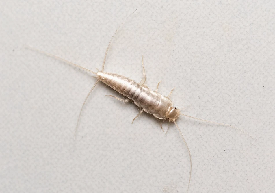 Close up of a silverfish on a white bathroom surface