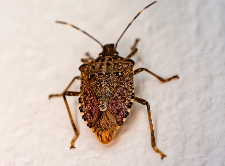 Close up of a brown marmorated stink bug on a white wall