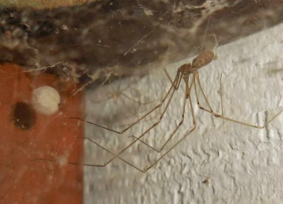 Long legged cellar spider in a web in the corner of a basement
