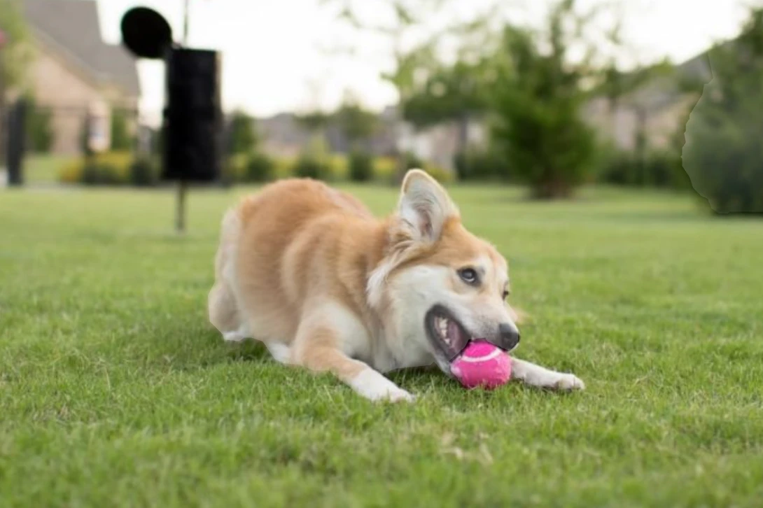 Dog playing with a ball on a backyard lawn
