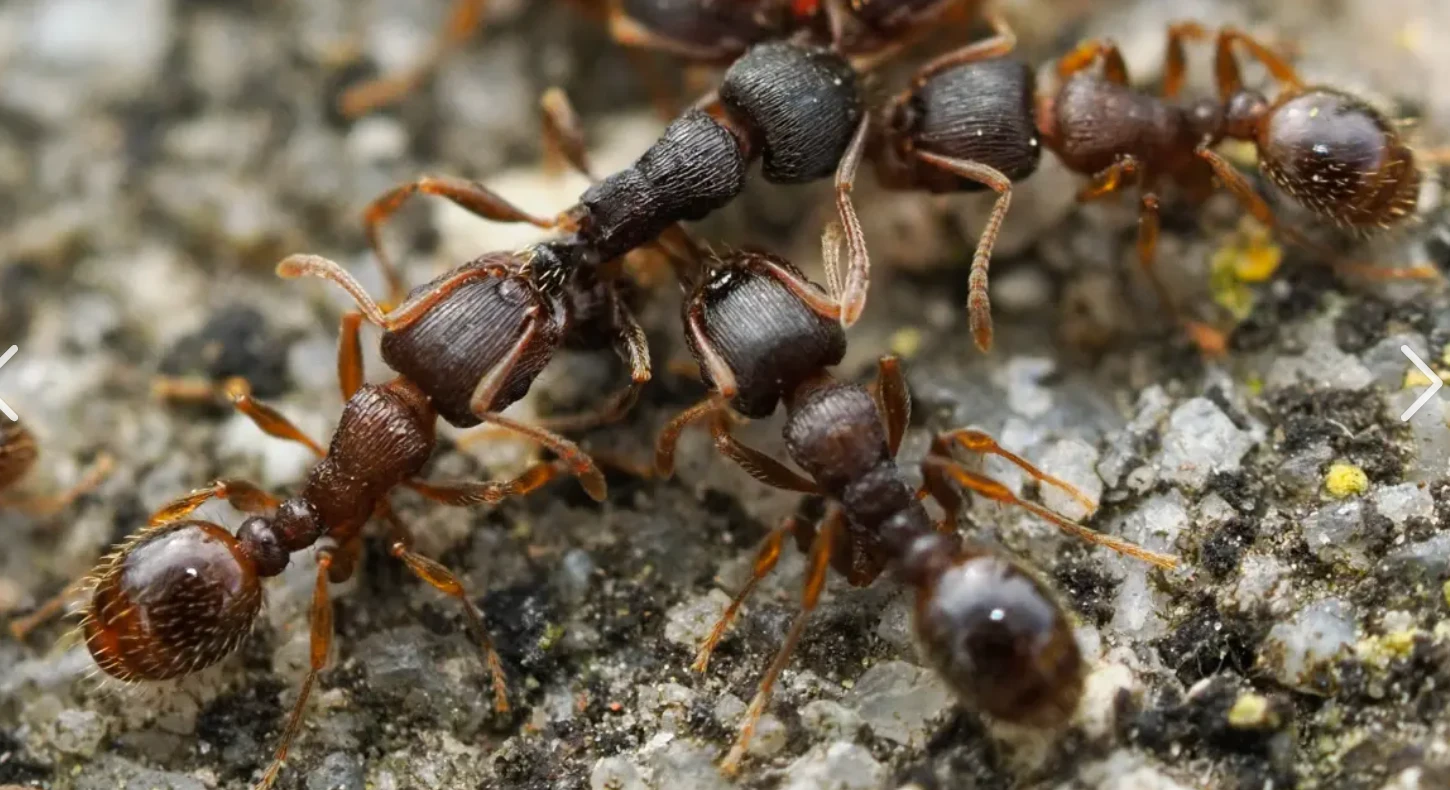 Close up of carpenter ants crawling over wood debris