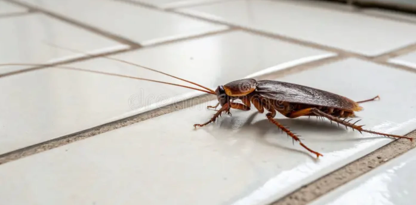 Cockroach on white kitchen tile