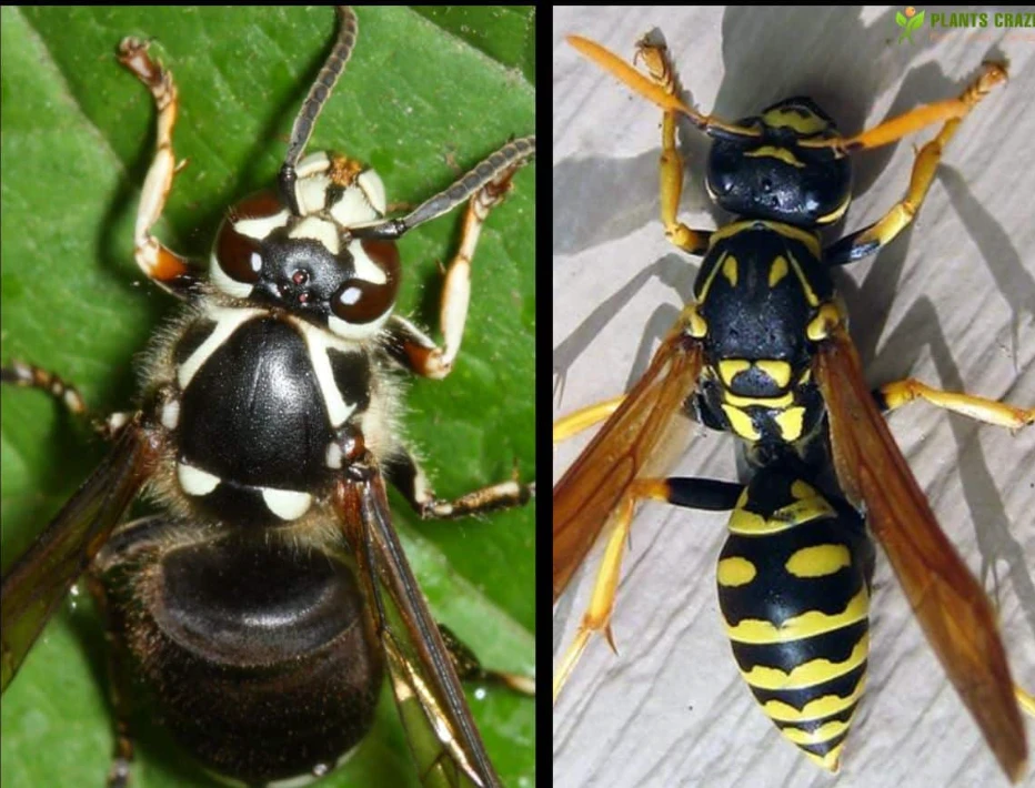 Close up comparison of a bald faced hornet and a yellow and black wasp