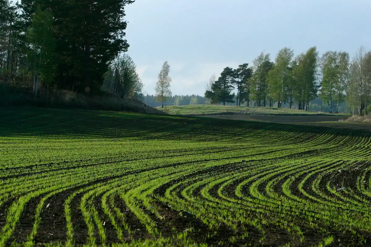 Grön äng och skog