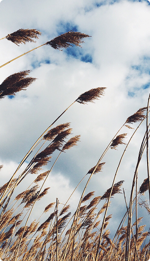 Tall dry grass stalks with seed heads bending under a cloudy blue sky.