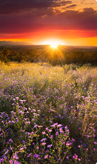 Sunset casting golden light over a field of purple wildflowers with distant mountains under a partly cloudy sky.
