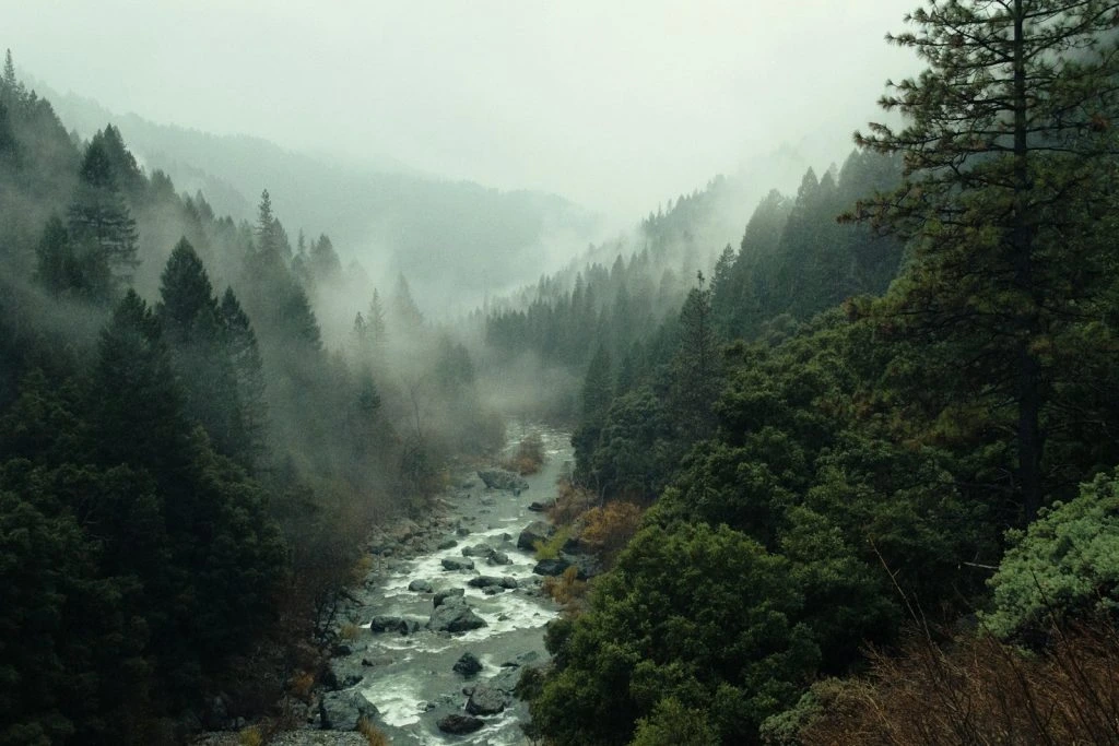 A scenic view of a river flowing through a dense, evergreen forest shrouded in thick morning mist and fog under an overcast sky