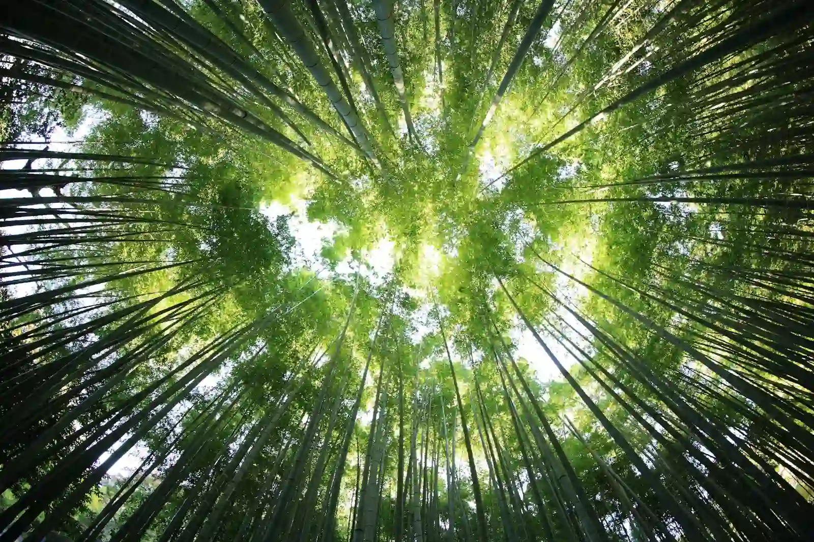A low-angle fisheye view looking up at a dense canopy of tall, green bamboo stalks reaching toward a bright, sunlit sky