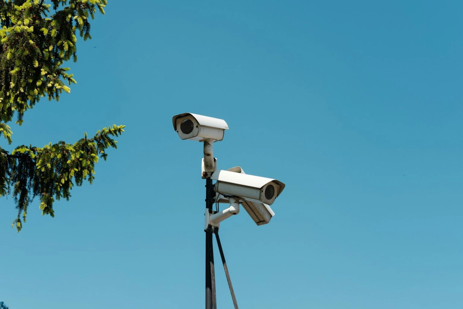 Two white security cameras are mounted on a tall black pole, pointing in different directions against a clear blue sky, with the green branches of a coniferous tree visible on the left