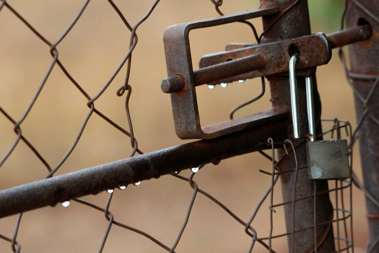 A close-up shot of a rusted metal gate latch and a silver padlock on a chain-link fence, with visible water droplets hanging from the metal bars after rain