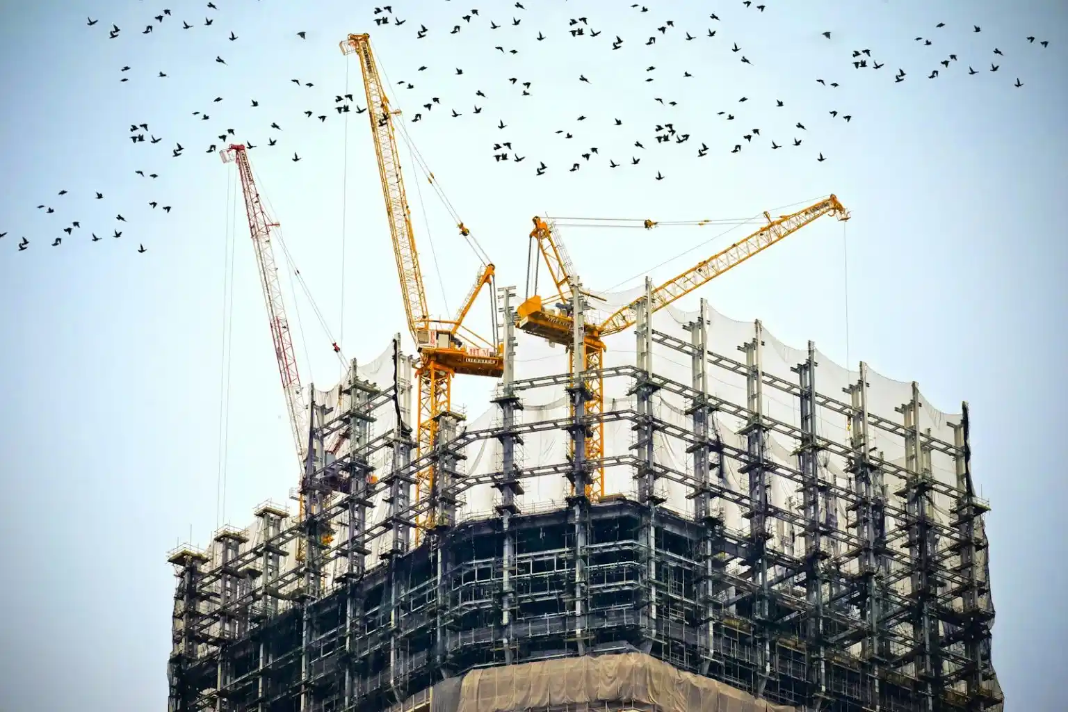 A view from below of a high-rise building under construction, surrounded by scaffolding and topped with several large yellow cranes, while a flock of birds flies through the pale sky above