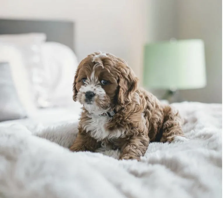 Cucciolo marrone e bianco con pelo riccio disteso su un letto con coperta soffice.