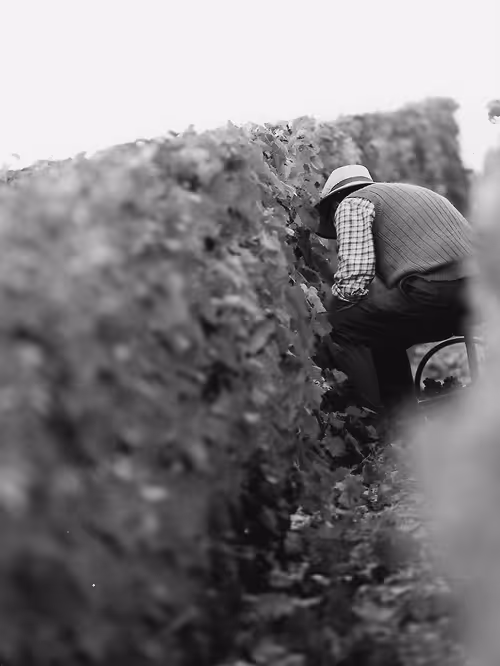 photo archive tonton