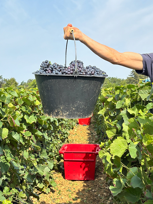 Close-up of chalk cliffs showing layers of light chalk and darker soil bands.