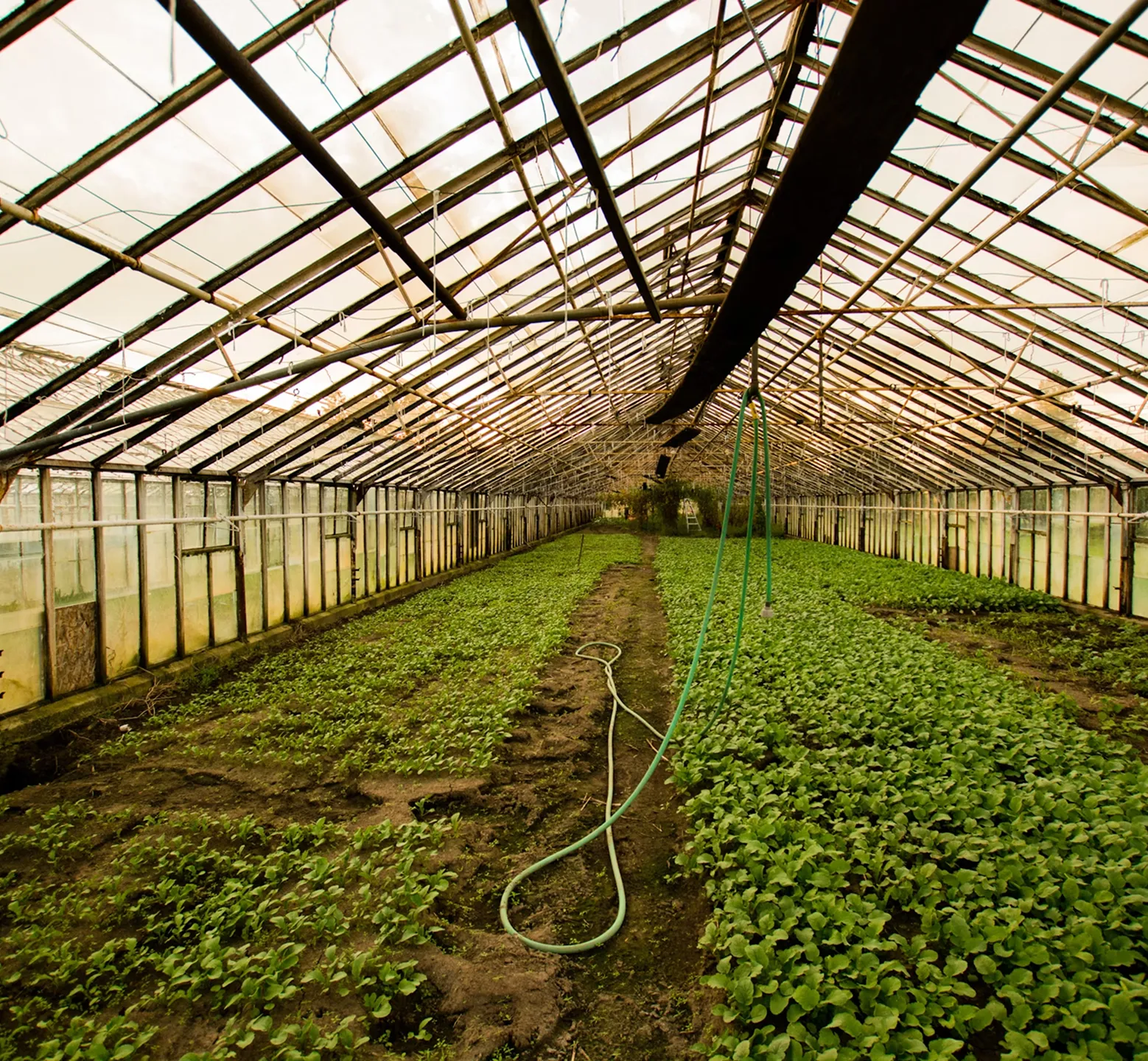Industrial-scale medicinal cannabis cultivation facility demonstrating supply chain capacity for national telehealth networks.