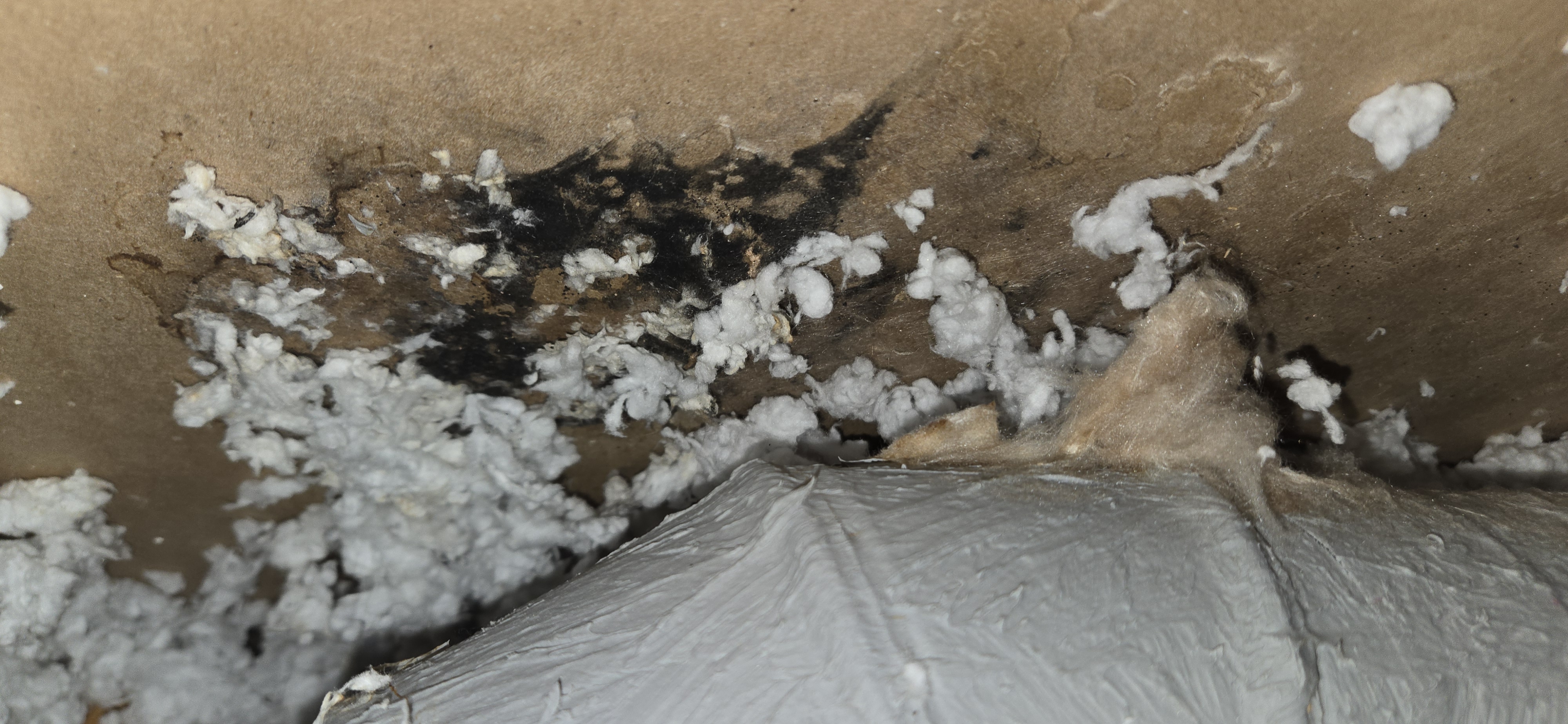Hidden mold in newly bought home
