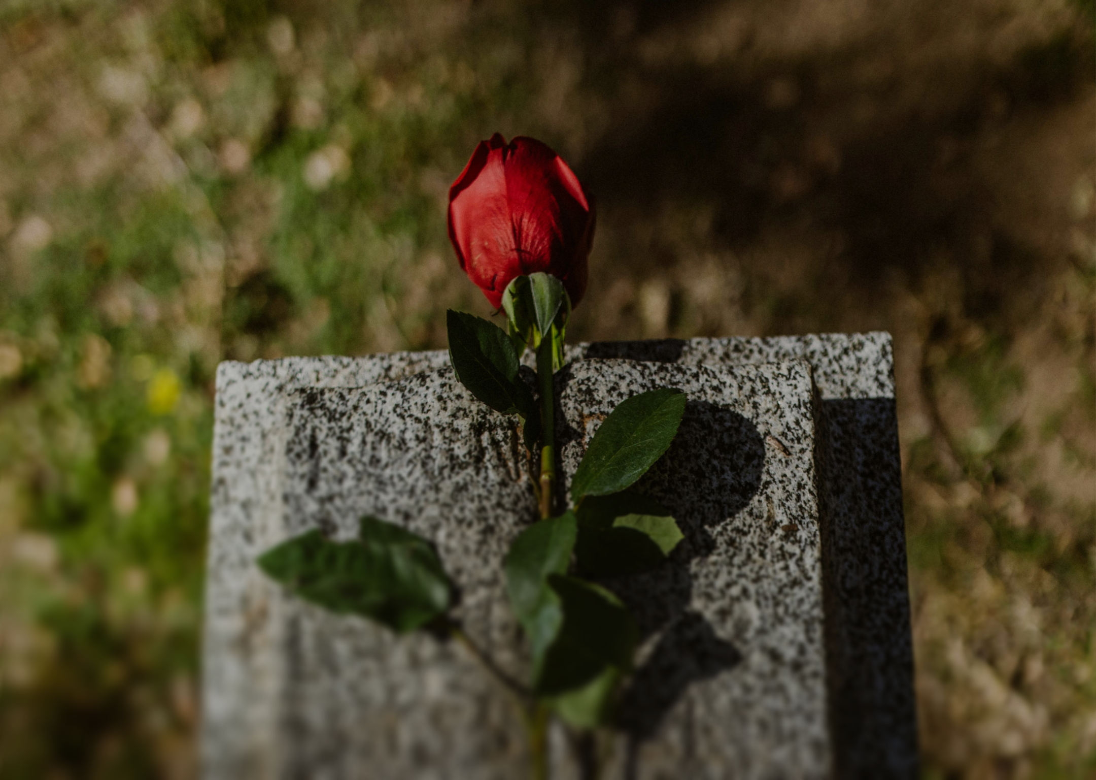 Single red rose placed on a gray granite gravestone with blurred grass background.