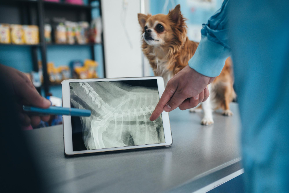 A friendly veterinarian reviewing a digital X-ray of a dog or cat in a clean, modern exam room