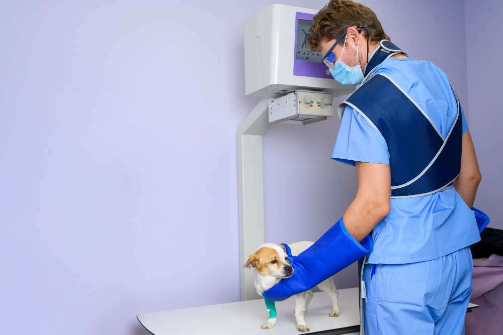 The veterinary team gently positioning a dog or cat for a digital X-ray, focusing on patient care and modern equipment