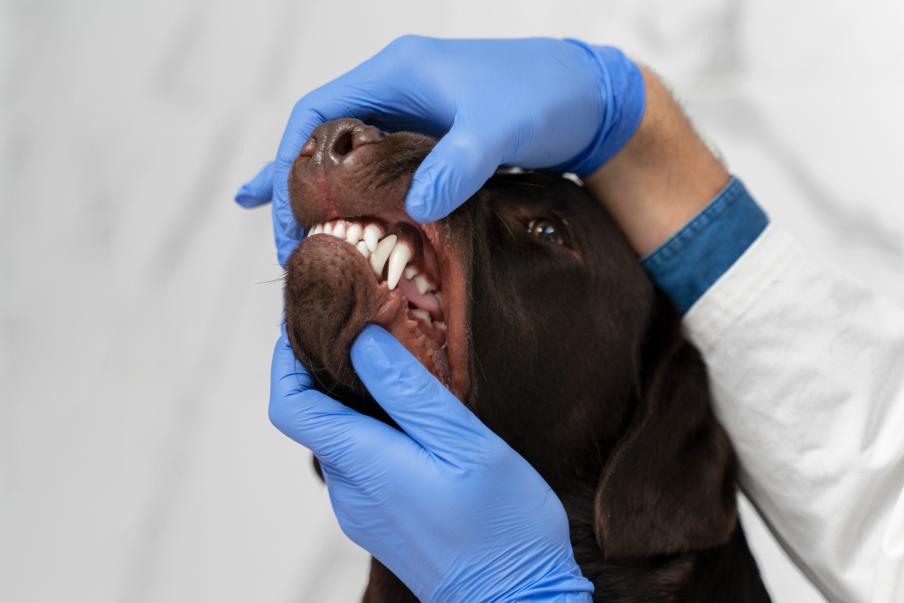 A friendly veterinarian using dental X-ray equipment to examine a cat or dog’s mouth