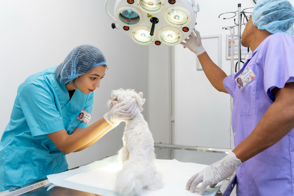 A veterinarian performing a careful surgery on a dog or cat with attentive veterinary assistants nearby