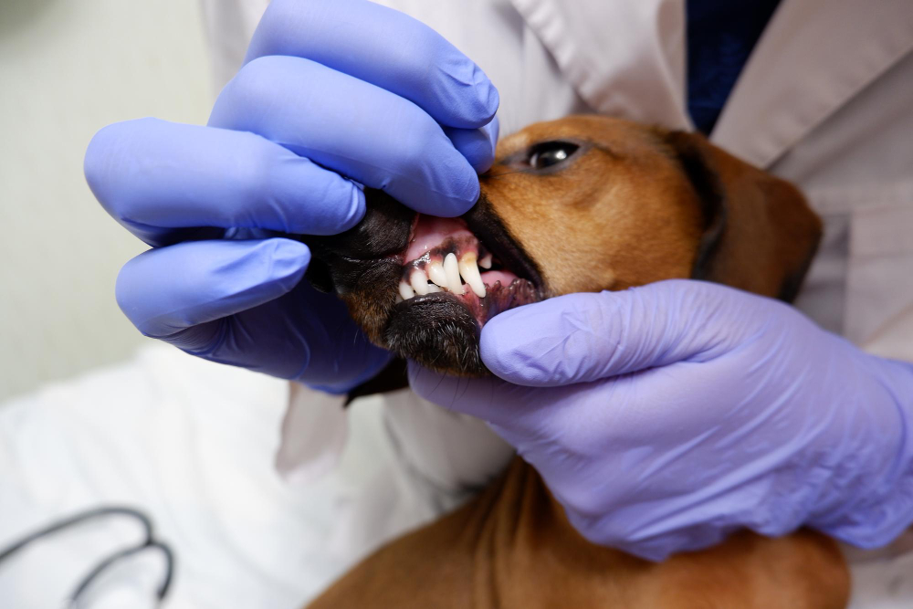 A veterinarian performing dental surgery on a dog or cat in a modern, well-lit exam room