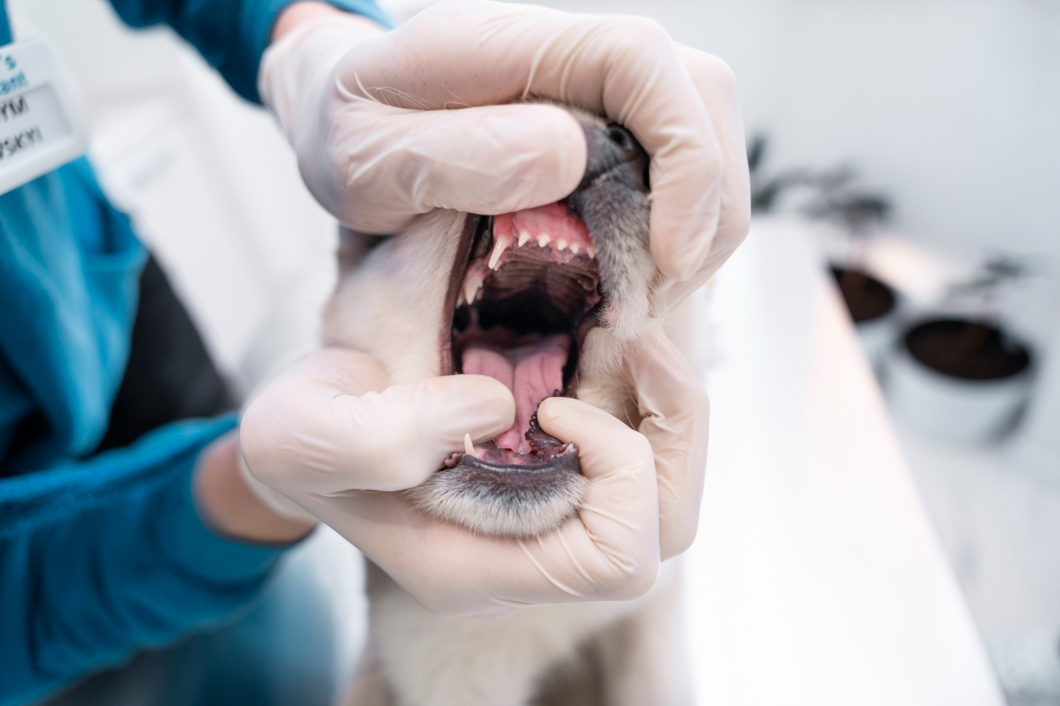 Veterinarian performing dental cleaning on a dog or cat with dental X-ray in background