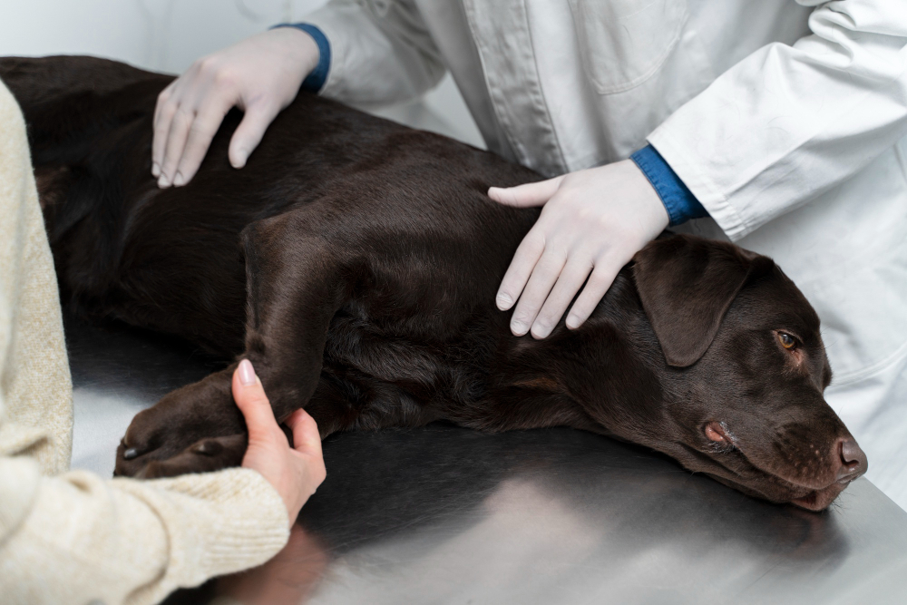 Veterinary team providing emergency treatment to a dog or cat, utilizing in-clinic monitors or supportive equipment