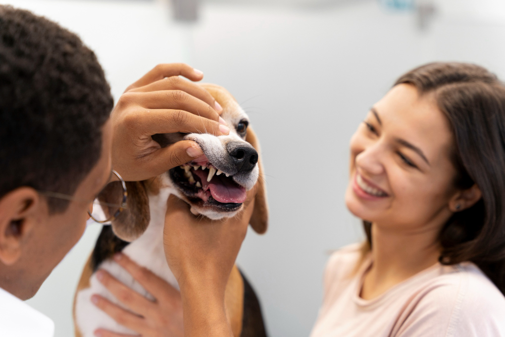 Dog or cat receiving gentle dental care in a modern exam room