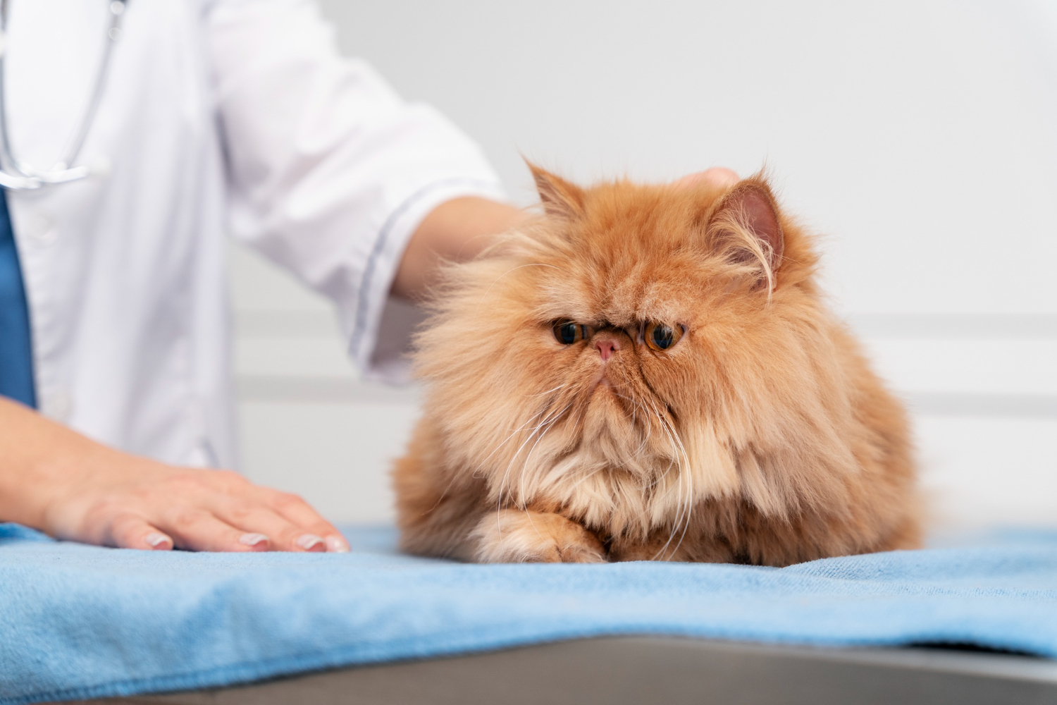 Friendly veterinarian performing a heartworm test on a dog in a comfortable exam room