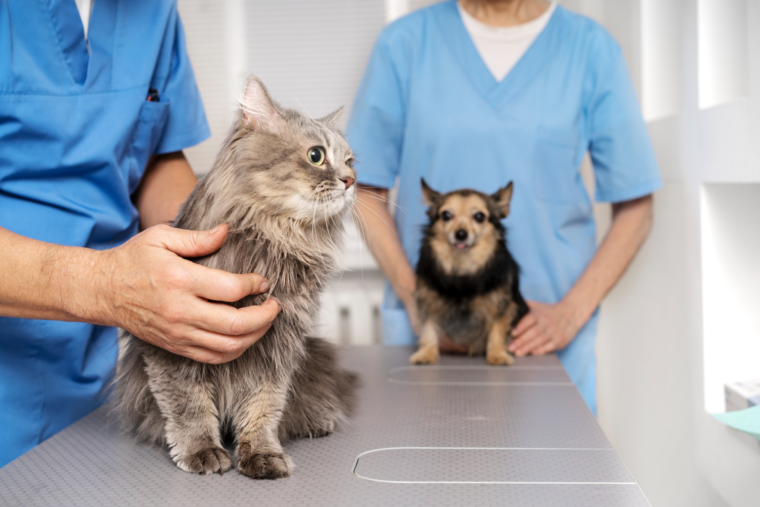 Close-up of veterinary team using a K-Laser device on a pet in the clinic