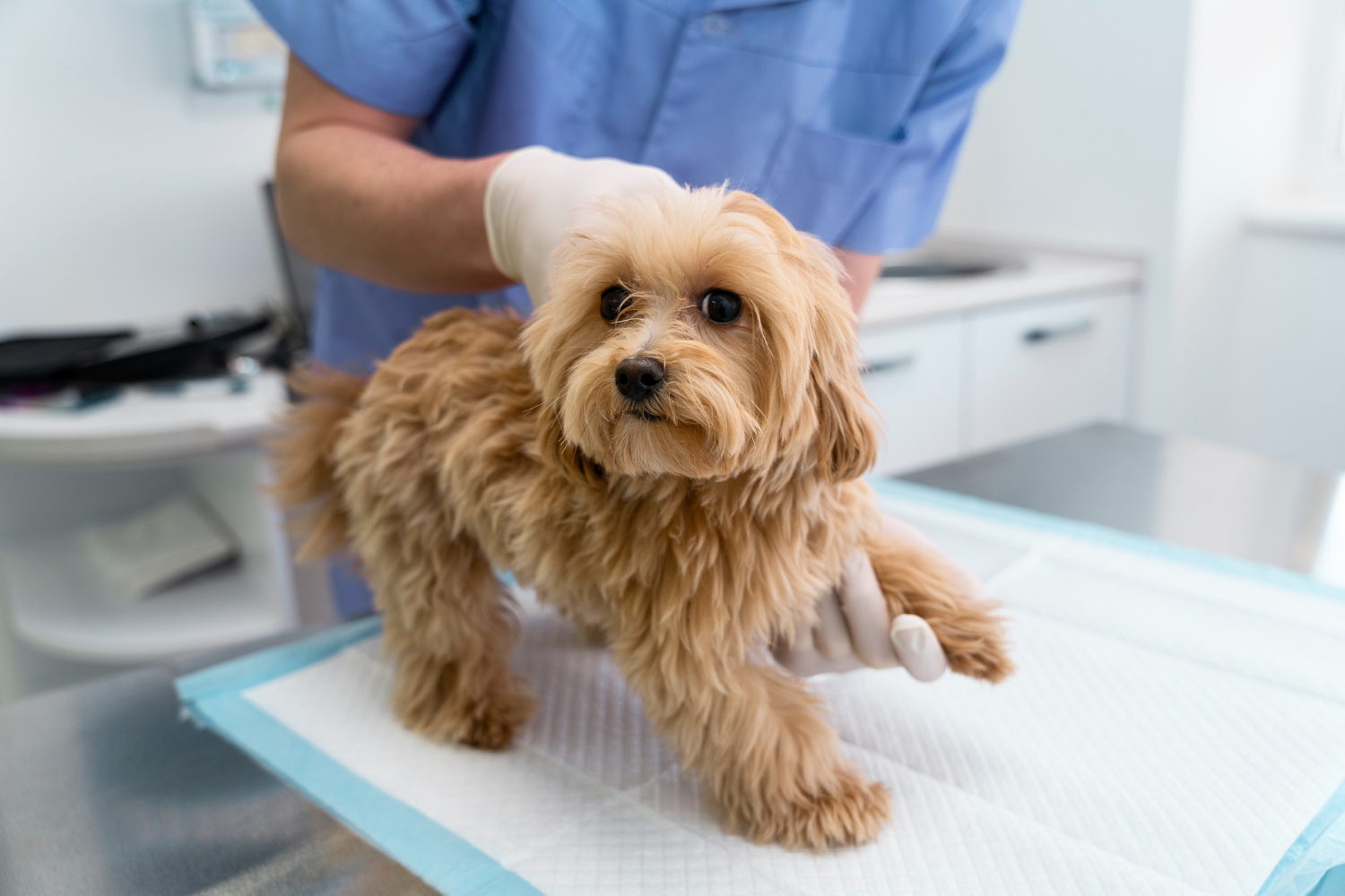 Friendly veterinarian discussing a pet’s laser therapy progress with a pet owner in the clinic]
