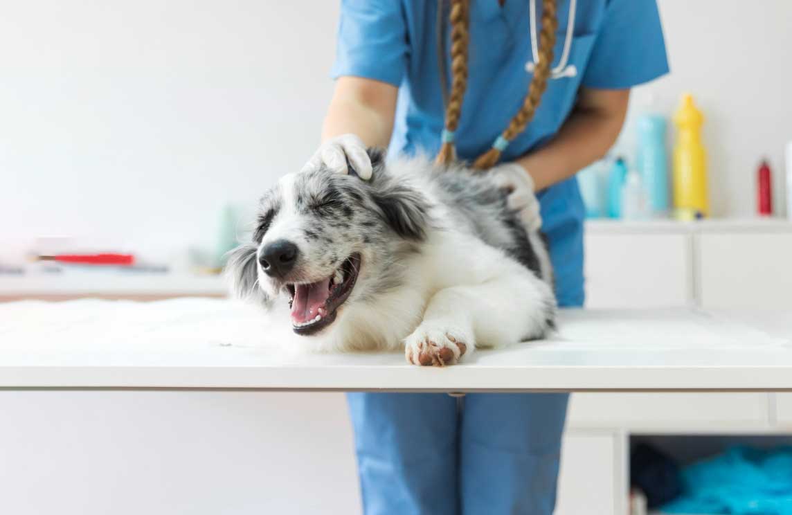 A friendly veterinarian performing a physical exam on a happy dog or cat in a clean, welcoming exam room
